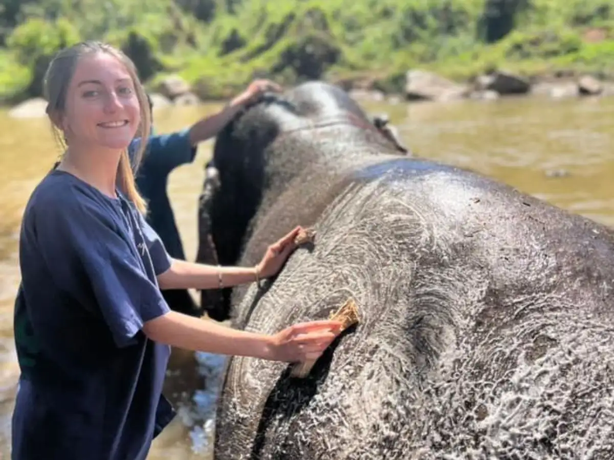 Memorable Mae Rim Tour with Elephant Ride Private Guide Personal Transfer
